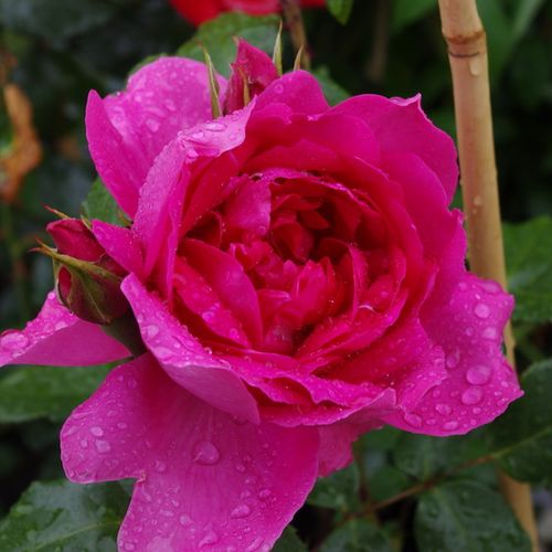 Róża pnąca climber - Róża - Parade - 